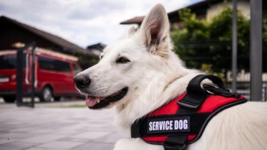 Service Animals 